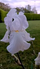 Bulbi Iris Germanica Bianco