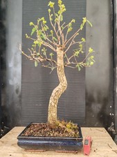 bonsai  quercia   h 68  cm