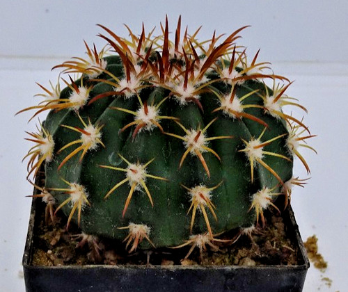Cactus melocactus - -,