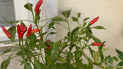 Semi peperoncino - di,