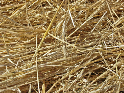 200 paglia di d - di, d'orzo