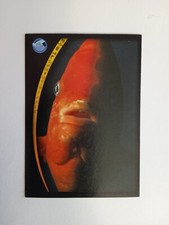 FIGURINA ANIMAL CHAMPIONS