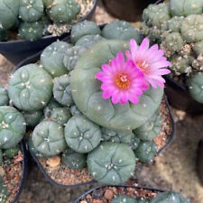 Pianta succulenta 5-6 cm