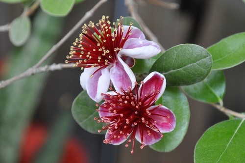 Guava brasiliana feijoa - -,