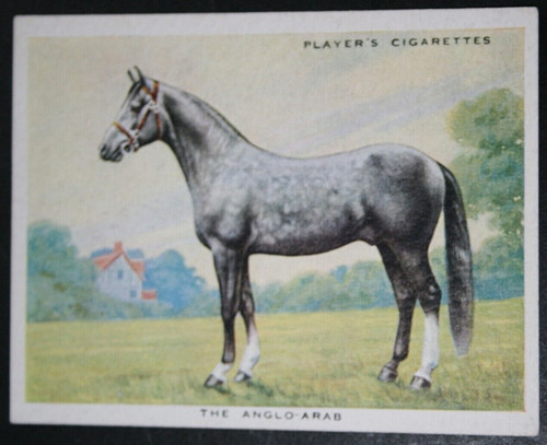 Anglo arab horse vintage - arab,