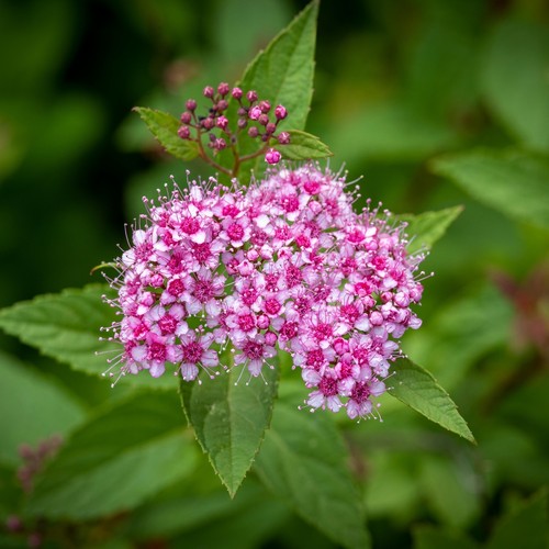 Pianta spirea bumalda rosa - di,