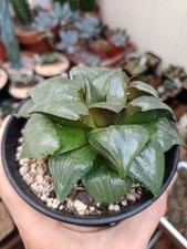 haworthia Ura Hannya. Pianta
