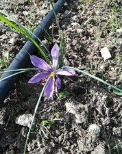 Bulbi di zafferano e pistilli