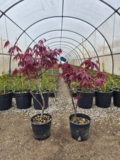 Pianta Di Acero Rosso Adatto