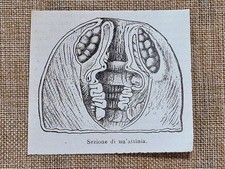 Sezione di un’attinia