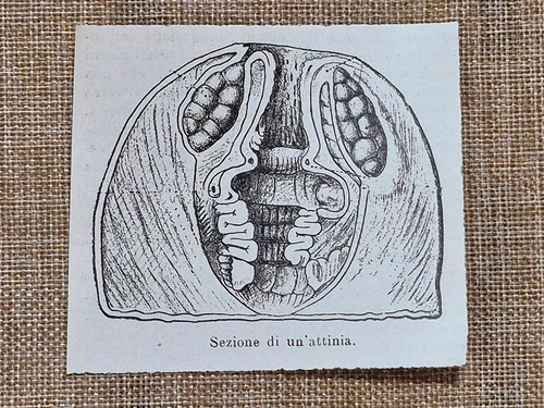 Sezione attinia - di, un’attinia