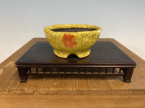 Vaso per bonsai - shohin, formato