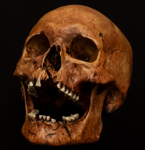Human skull life sized - skull,