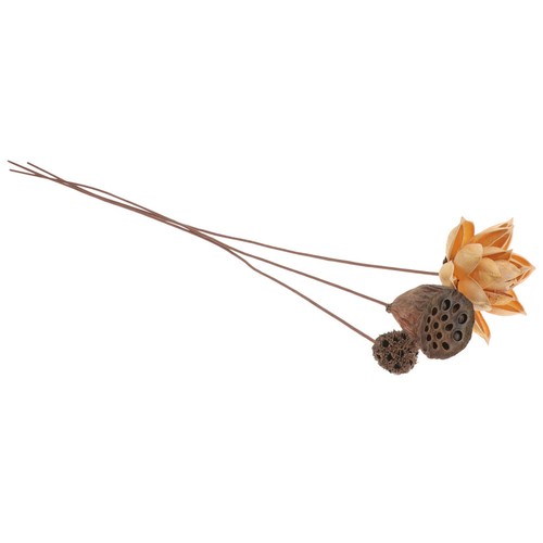 Set loto essiccato con steli - set,