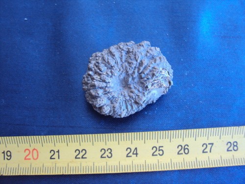Pleuroceras ammoniti - ,