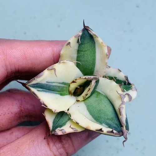 10pcs agave titanota - 1/4/10pcs,