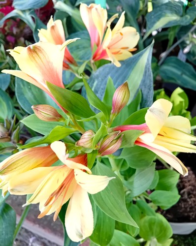Perenne caliglio incale
