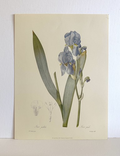 Coppia stampe artistiche - stampe,