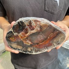 Raro legno pietrificato