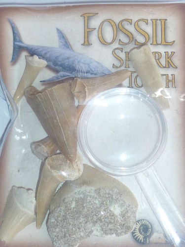 Fossile denti squalo - fossile, a++