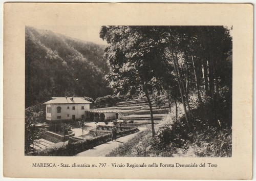 Maresca pistoia vivaio - -,
