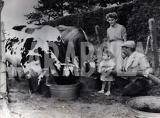 Foto vintage abbeveratoio delle mucche in Belgio, 1959, stampa 20 x 15 cm