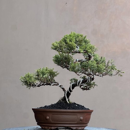 Bonsai albero vivente - bonsai,