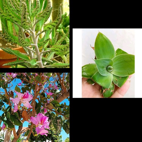 100 semillas especies - de, 2