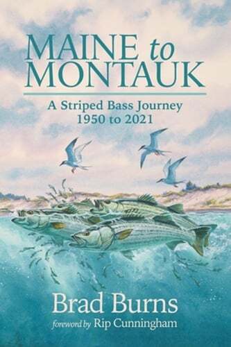 Maine montauk a striped - maine,