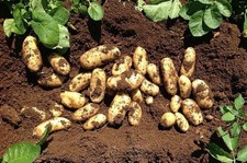 120 Pezzi di Patate Novelle da