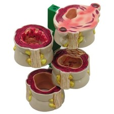 Colon Set 4 Pezzi GPI Modello