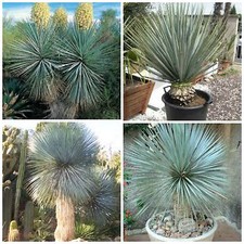 30 semi di yucca rigida