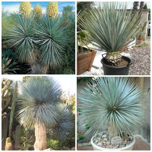 Semi yucca rigida - 30,