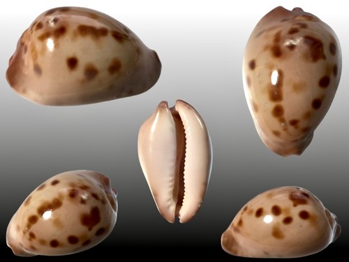 Cypraea zoila venusta - zoila,