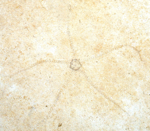 Malm geocoma carinata - malm,