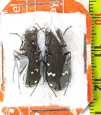 Carabidae, Cicindela