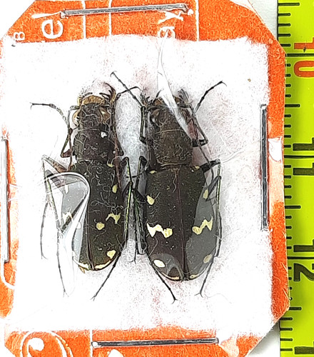 Carabidae cicindela - carabidae,,
