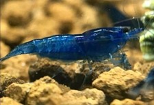 Lotto 25+2 Omaggio Neocaridine Blu Dream/acquario/caridine/gamberetti