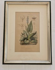 Antica stampa botanica francese di E. Guerin (primi 800): pontederia