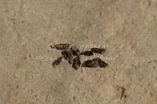 ALOE ARBORESCENS, 10 SEMI