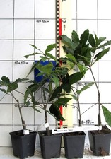 Quercus rhysophylla "Maya" -