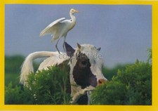 Panini National Geographic -