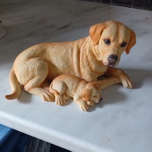 Labrador and pup - pup, (yellow)