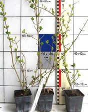 Ligustrum ov. Aureum /