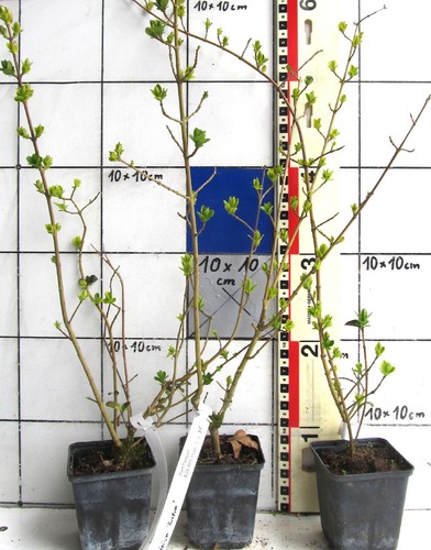Ligustrum aureum - ligustrum, /