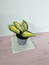 celeste HOYA Hoya carnosa