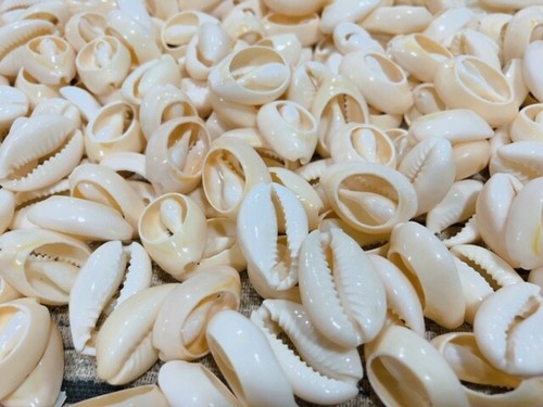 Prezzo ribassato conchiglie - ribassato!,
