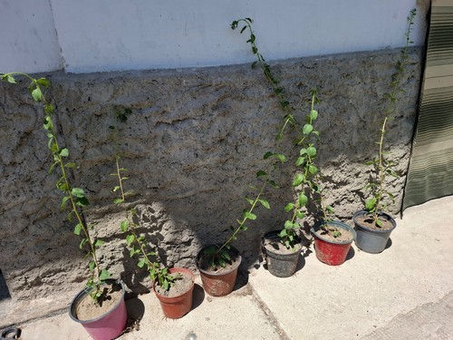 Piante bacche goji h50 60cm - goji, h50-60cm