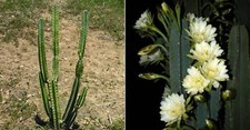 Cereus Uruguayanus – 10 Semi