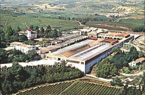 Cavas codorniu ripresa aerea - codorniu,